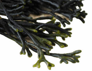 CODIUM product image
