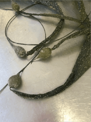 KELP product image
