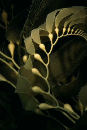KELP Product Image